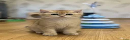 British Shorthair cats for sale: 🌟3 Adorable Golden BSH kittens left 🌟 - Advert 7