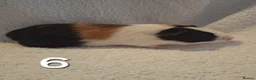 Guinea Pig rodents for sale: Beautiful Baby guineas ready now ♥️ - Advert 6
