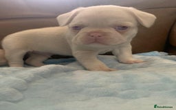 French Bulldog dogs for sale: Family Raised EA Pink English cross French Bulldog - Image 9