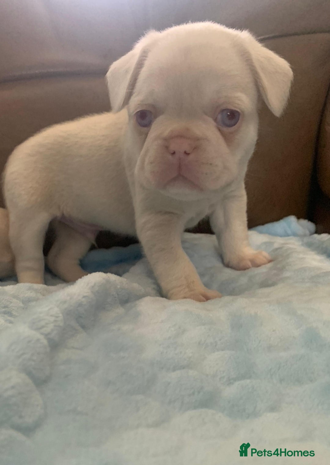 French Bulldog dogs for sale: Family Raised EA Pink English cross French Bulldog - Image 9