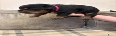 Rottweiler 5