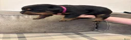 Rottweiler dogs for sale: Champion Rottweiler KC Registered Puppies - Advert 8