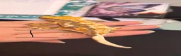 Gecko reptiles for sale: Crested geckos gargoyle geckos various - Advert 6
