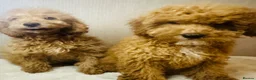Miniature Poodle dogs for sale: Fully vaccinated poodles - Advert 2
