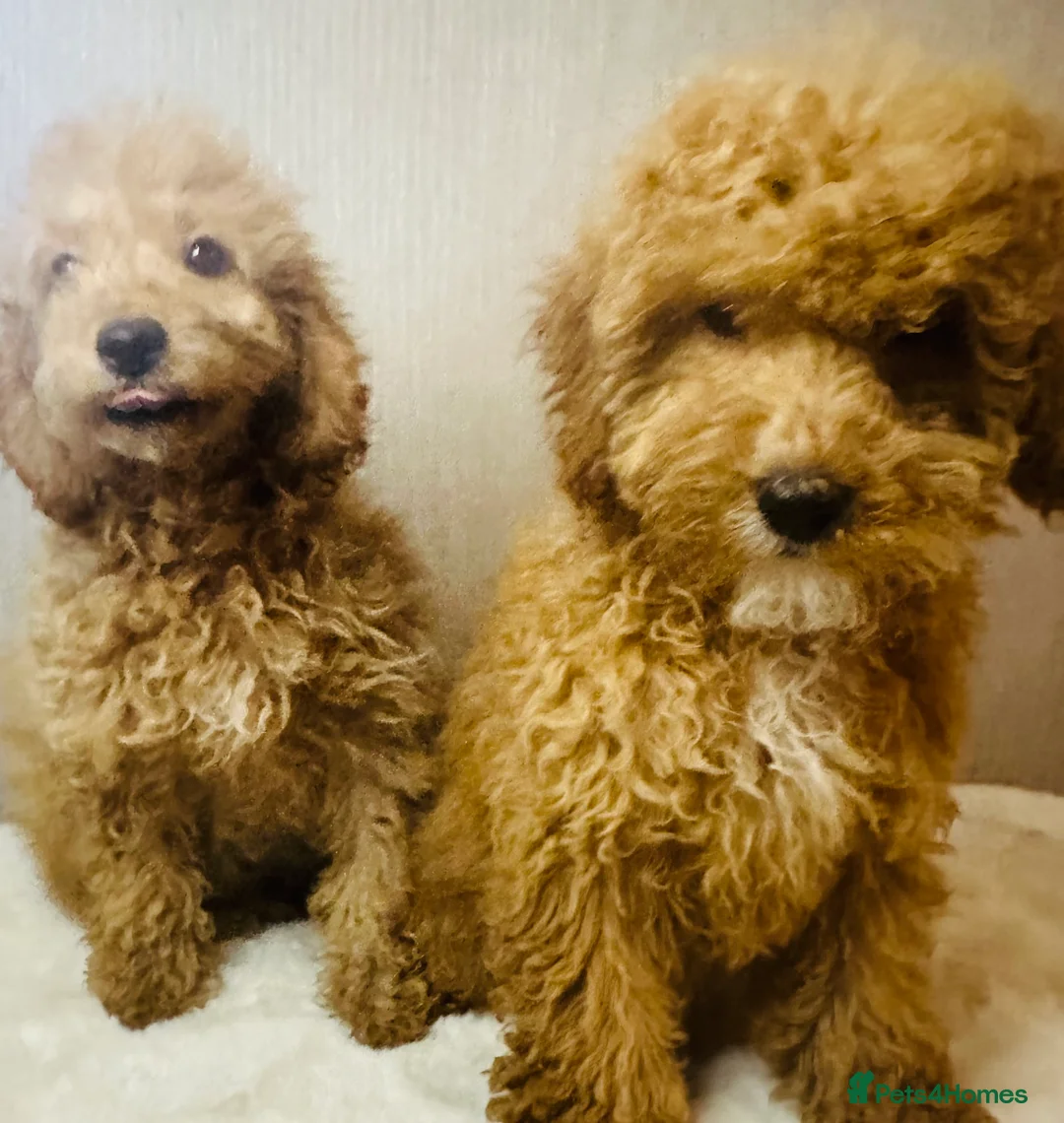 Miniature Poodle dogs for sale: Fully vaccinated poodles - Advert 2