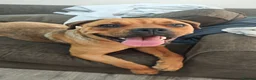 Bullmastiff dogs for sale: Bella 1 year old Bullmastiff in Glenrothes - Advert 2