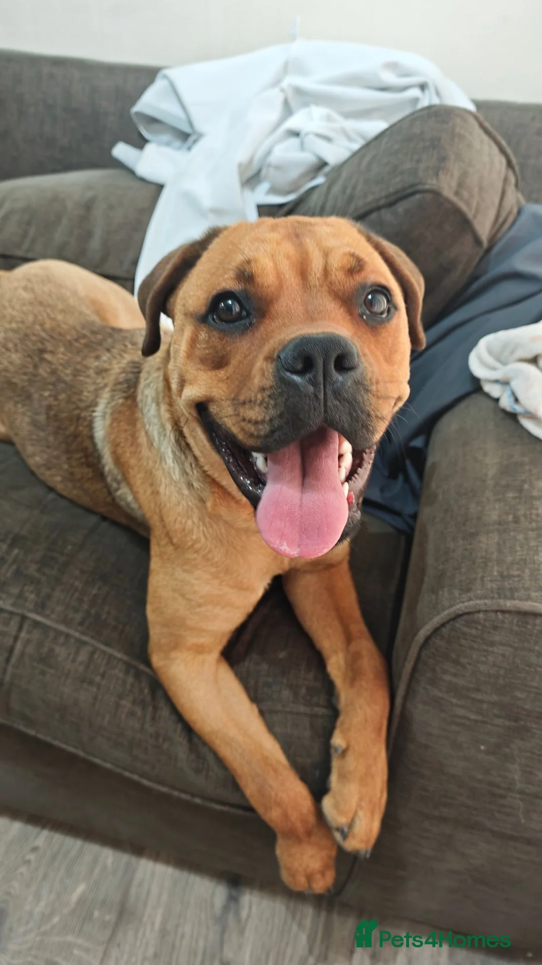 Bullmastiff dogs for sale: Bella 1 year old Bullmastiff in Glenrothes - Advert 2