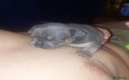 Mixed Breed dogs for sale: FRENCH BULLDOG X STAFFY  - Image 19