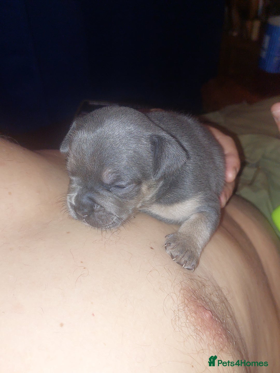 Mixed Breed dogs for sale: FRENCH BULLDOG X STAFFY  - Image 19
