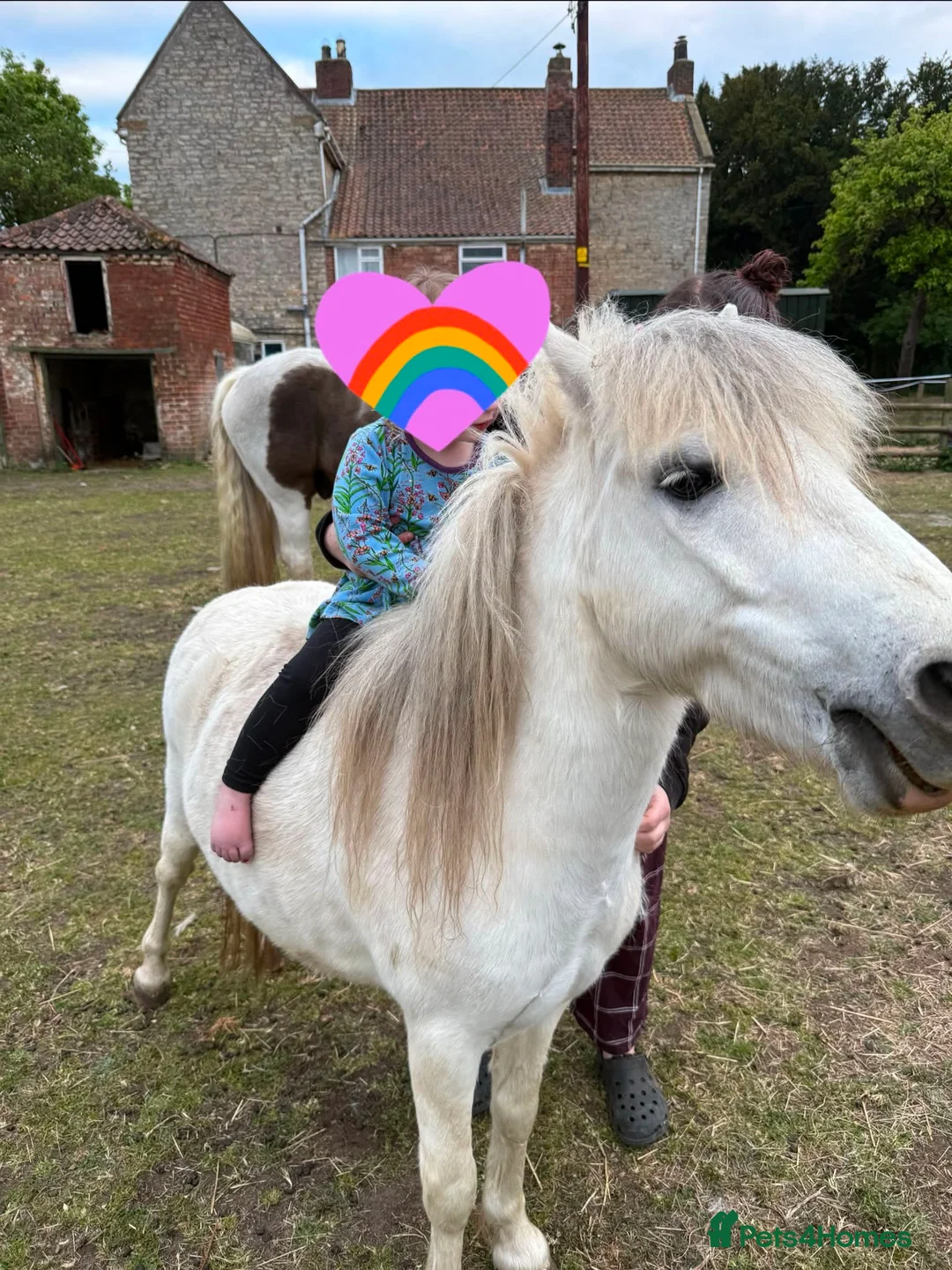 Welsh Section A horses for sale: 🐴 GIZMO – 6 Year Old Welsh Cross Gelding 🐴 - Advert 2