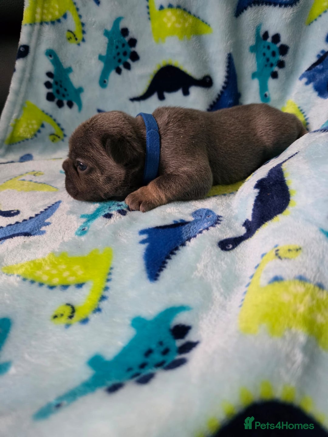 French Bulldog dogs for sale: BEAUTIFUL FRENCH BULLDOG PUPPIES  - Advert 11