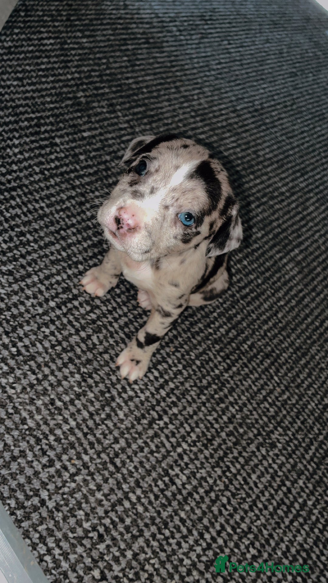 Mixed Breed dogs for sale: Bullypit/labrador pups for sale  - Advert 1