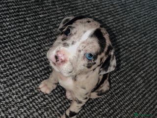 Mixed Breed dogs Bullypit/labrador pups for sale - Advert 1