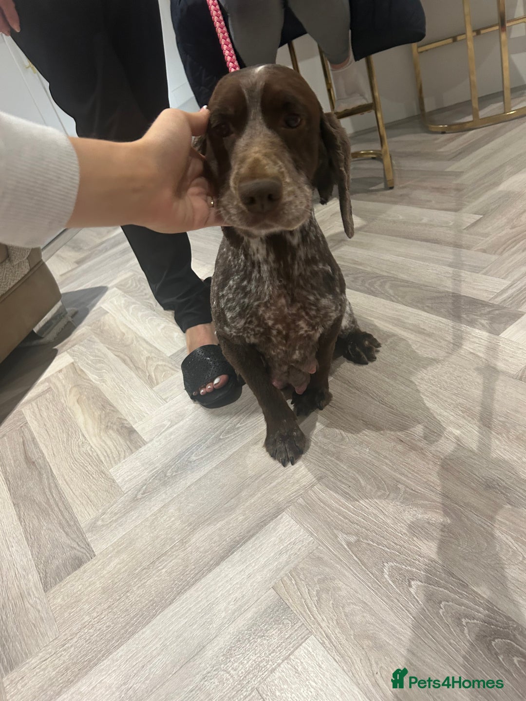 Cockapoo dogs for sale: F1 cockapoo puppies  - Image 20