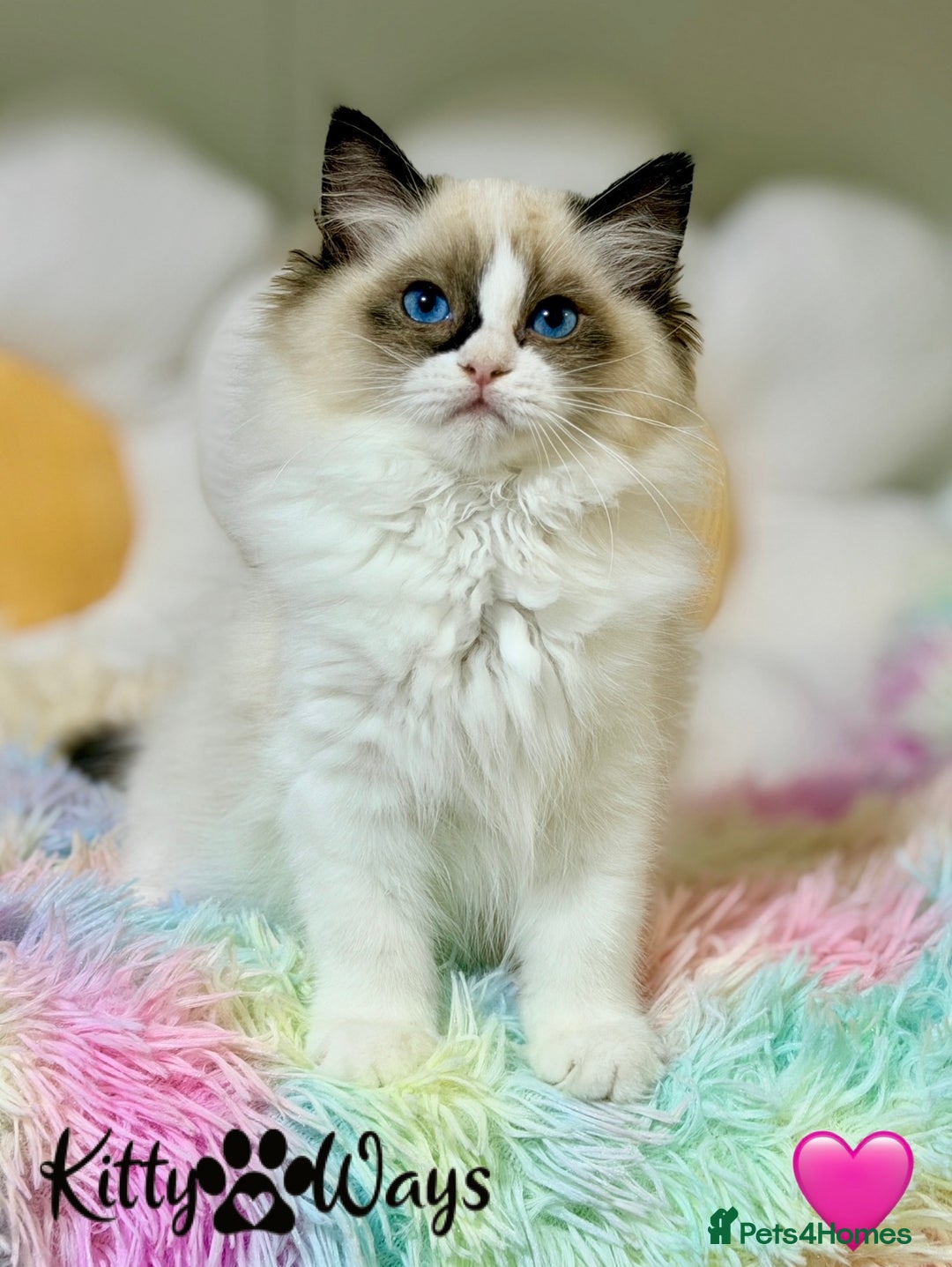 Ragdoll cats for sale: 🐾🩷TICA REG* SEAL BICOLOUR EU RAGDOLL KITTENS🩵🐾 - Advert 8