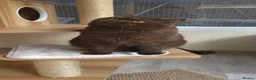 British Shorthair cats for sale: Stunning British short hair kittens  - Advert 2