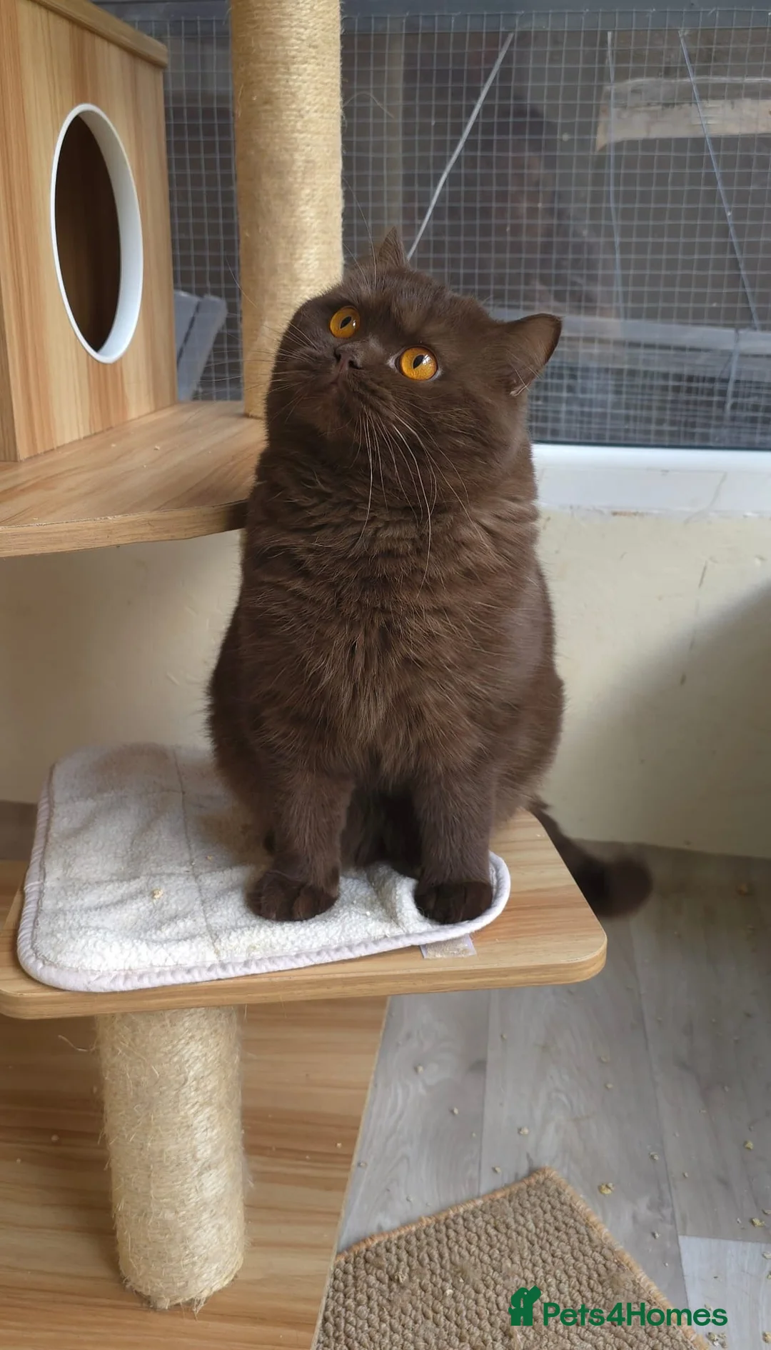 British Shorthair cats for sale: Stunning British short hair kittens  - Advert 2