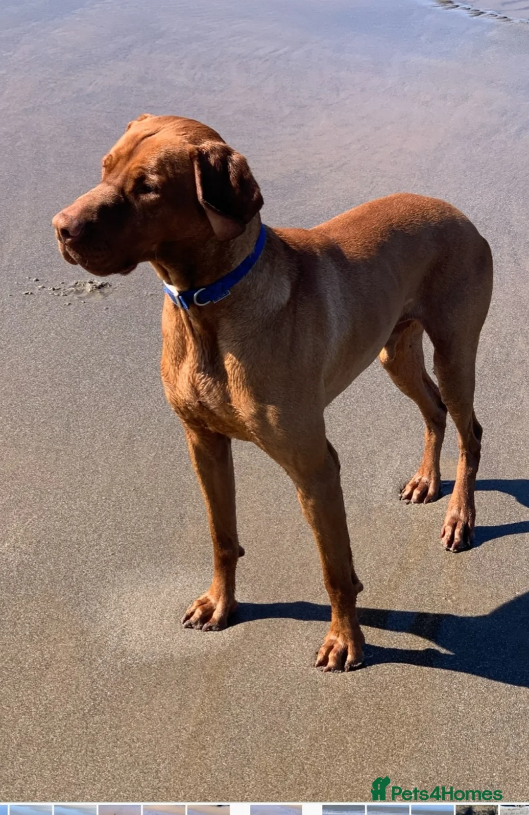 Hungarian Vizsla dogs for stud: PROVEN!!!championship blood line!!!! ❤️ in Llantwit Major - Advert 14