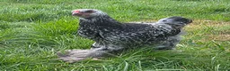 Chickens poultry for sale: Giant Dark Brahma Cockerals - Advert 1