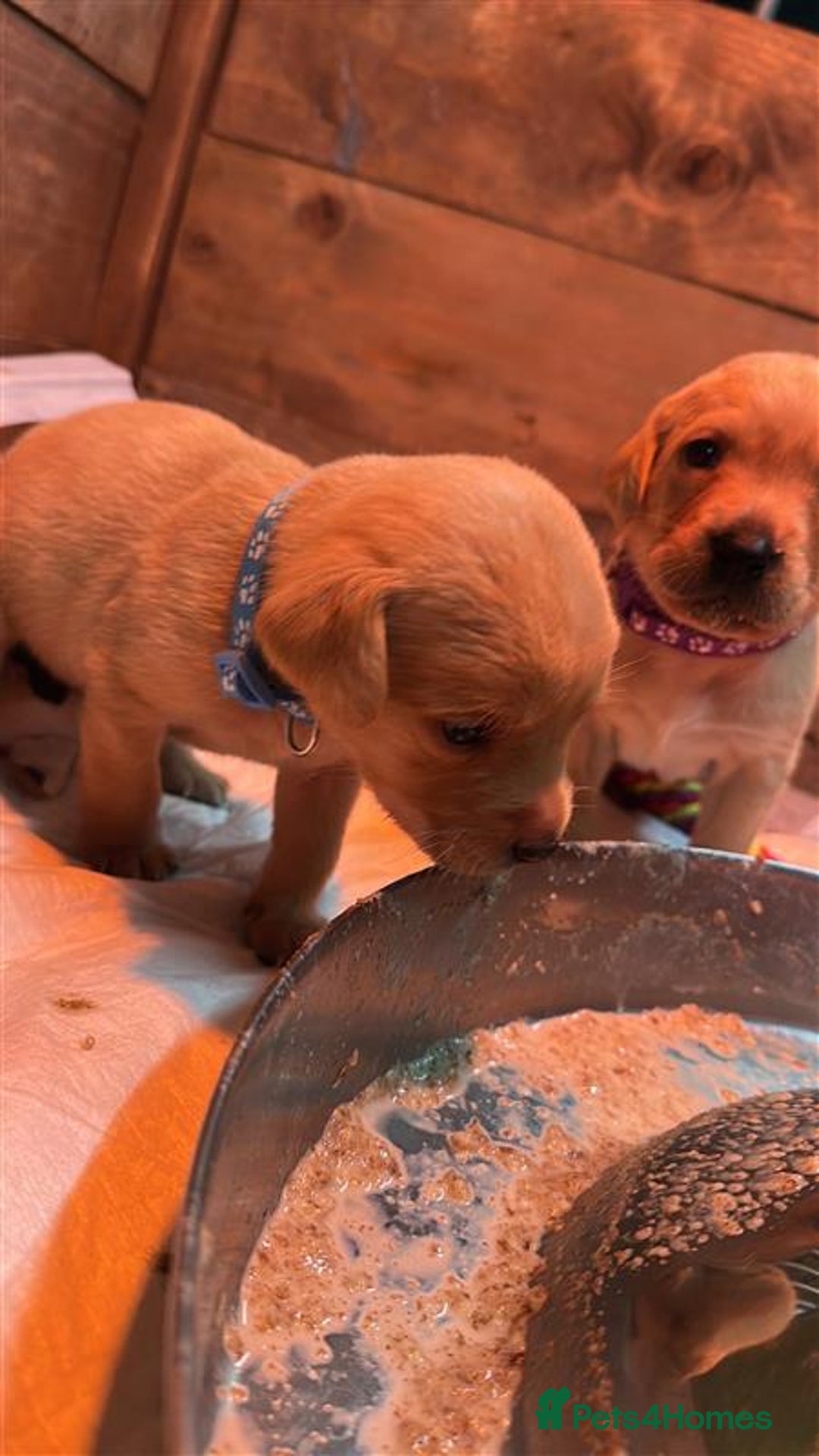 Labrador Retriever dogs for sale: Labrador Puppies Looking for Their Forever Homes!  - Image 5