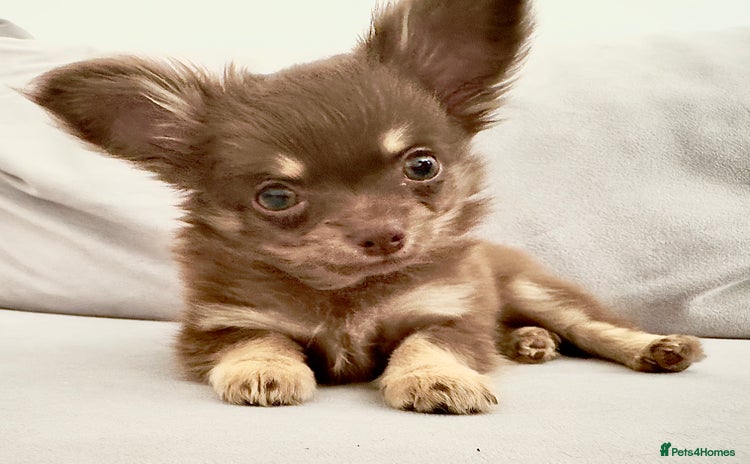 Chihuahua dogs - Advert 2