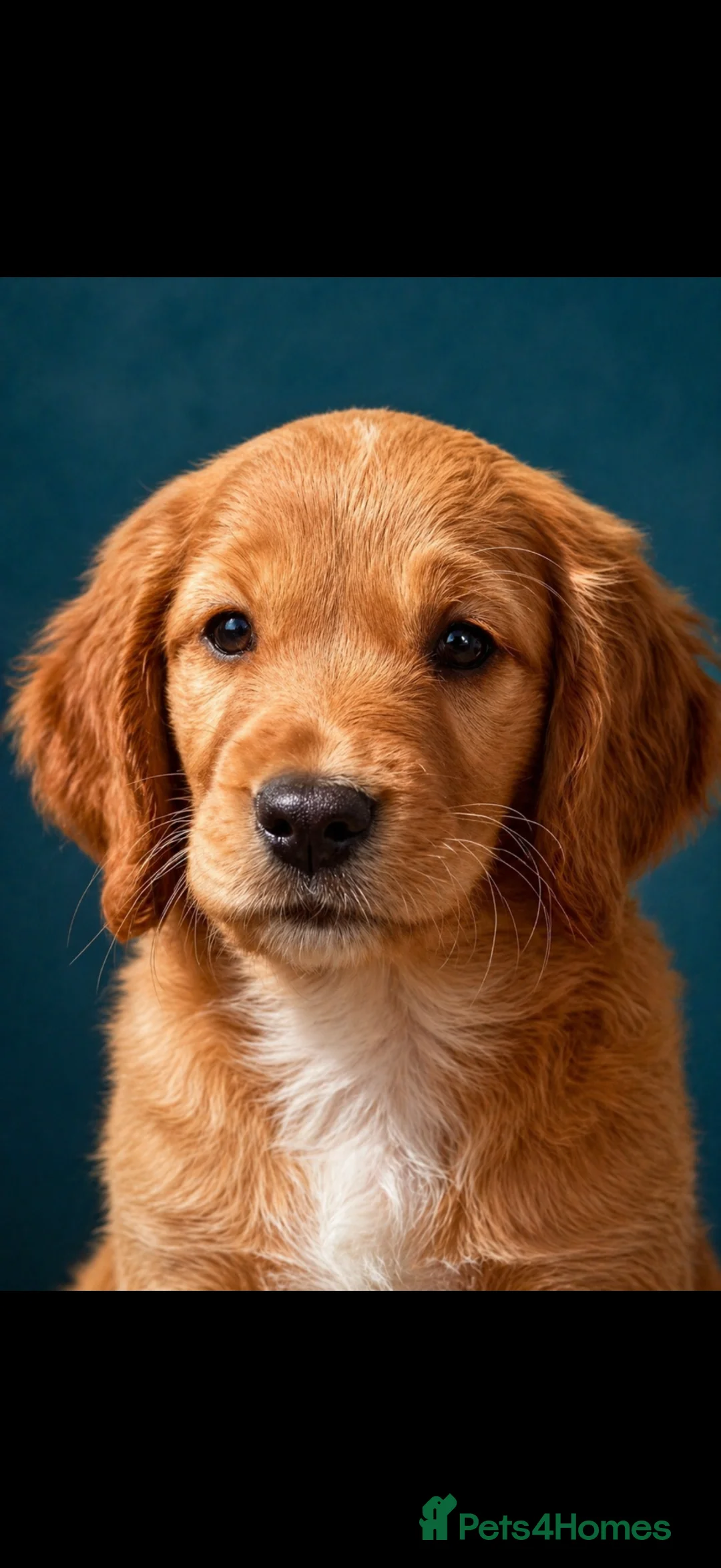 Cocker Spaniel dogs for sale: Stunning  dna tested cocker spaniels  - Advert 2