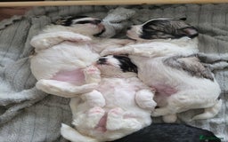 Mixed Breed dogs for sale: 🐶 Adorable La-Chon Puppies-Ready 1st December 🐶 - Image 25