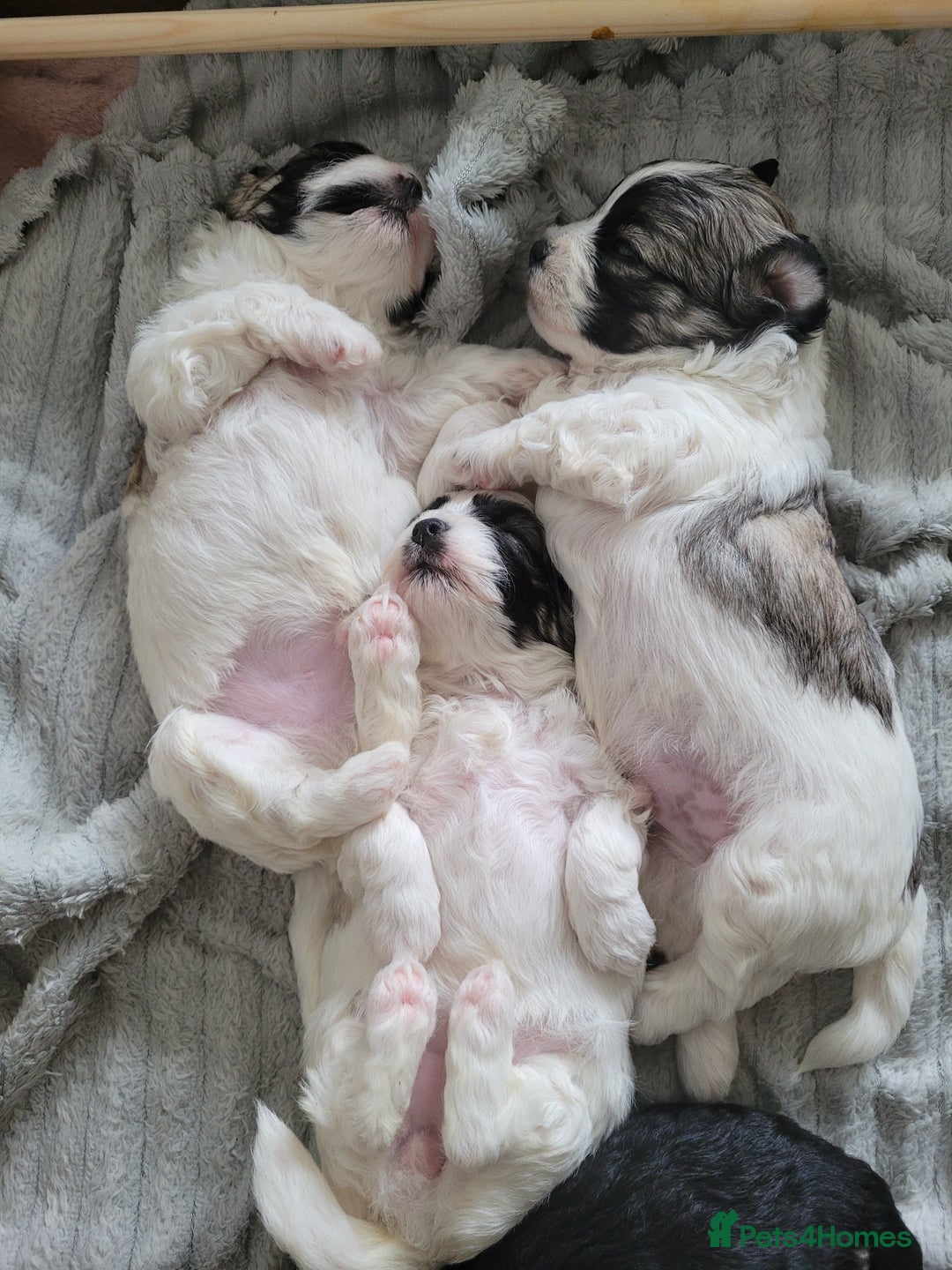Mixed Breed dogs for sale: 🐶 Adorable La-Chon Puppies-Ready 1st December 🐶 - Image 25
