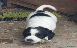 English Springer Spaniel dogs for sale: Quality Spaniel Litter at Sandaharr  - Image 32