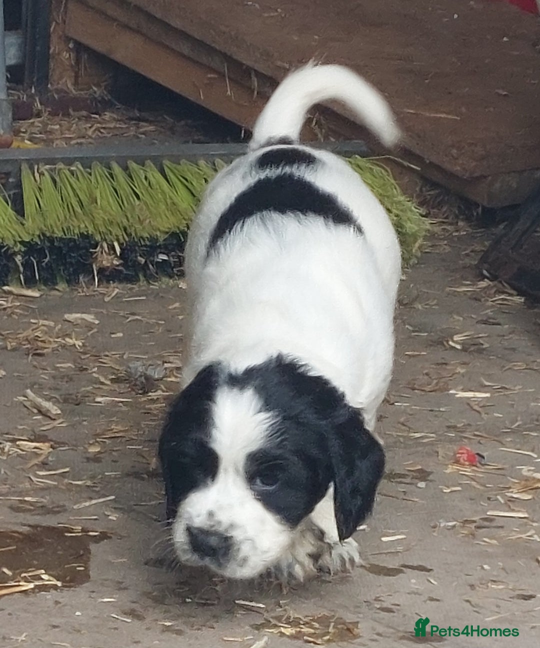 English Springer Spaniel dogs for sale: Quality Spaniel Litter at Sandaharr  - Image 32