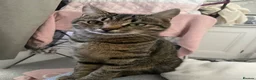 Mixed Breed cats for sale: Kittens looking for forever homes in Morecambe - Advert 2