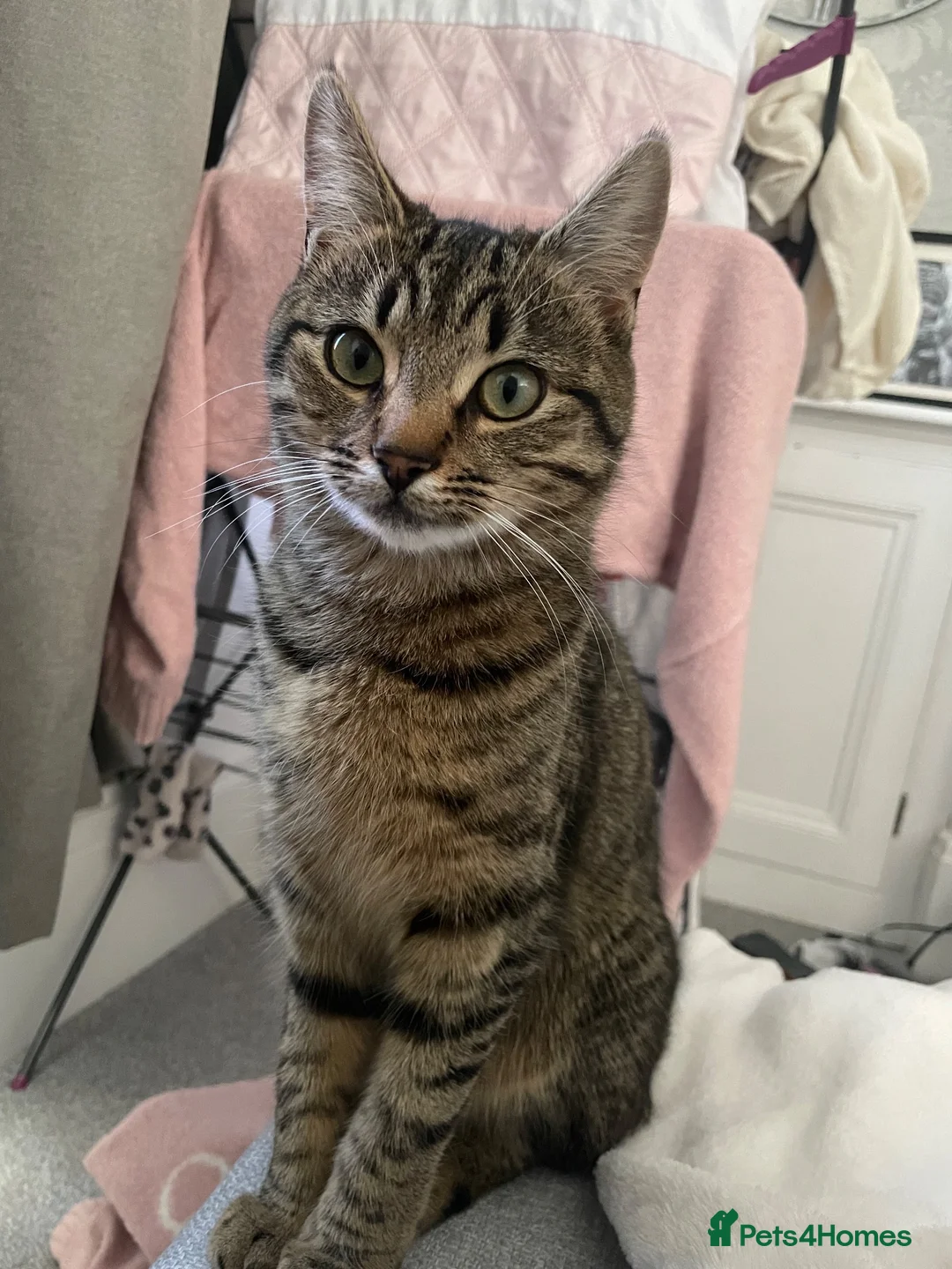 Mixed Breed cats for sale: Kittens looking for forever homes in Morecambe - Advert 2