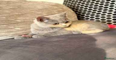 British Shorthair cats - Advert 13