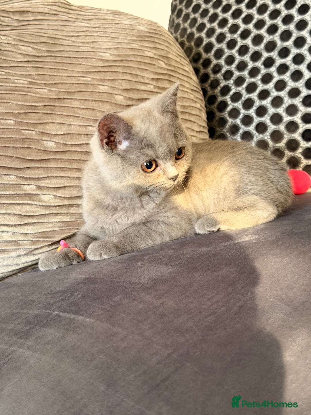 British Shorthair cats for sale: British Shorthair kittens and Mum for sale - Image 2