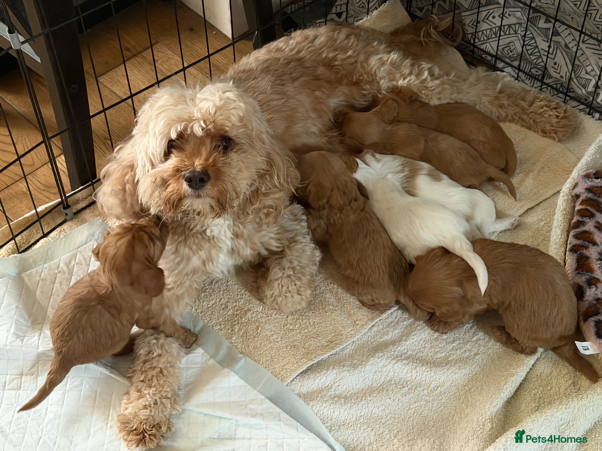Cavapoo dogs Beautiful Cavapoo Puppies – Mum & Dad Family Pets - Advert 1
