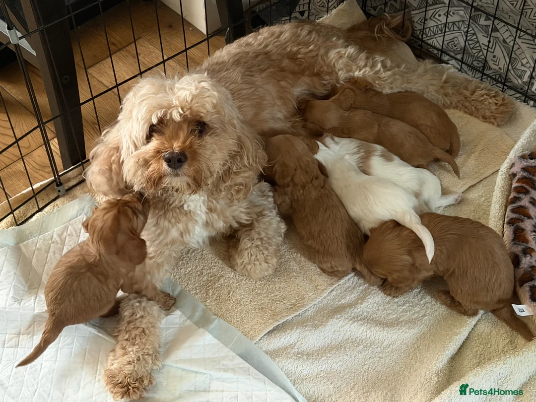 Cavapoo dogs for sale: Beautiful Cavapoo Puppies – Mum & Dad Family Pets - Advert 1