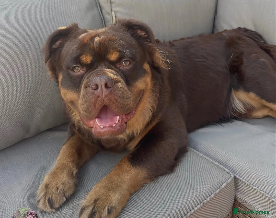Olde English Bulldogge dogs for sale: EXCEPTIONAL QUALITY FLUFFY OLDE ENGLISH BULLDOGS ✨ - Advert 18
