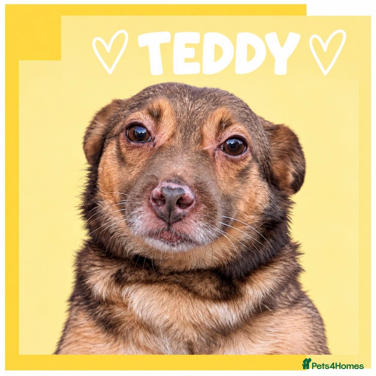 Mixed Breed dogs Teddy - In Ayr looking for a home  - Advert 2