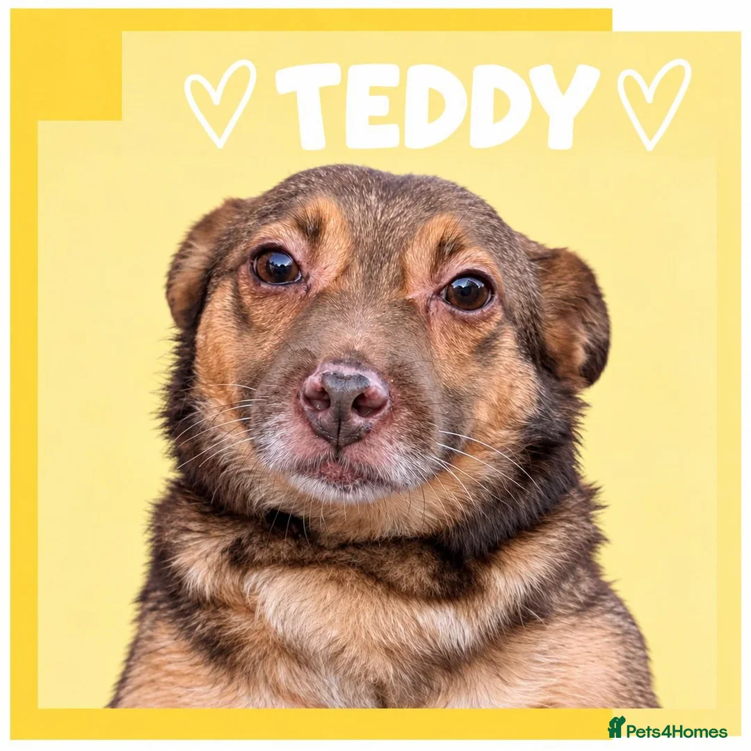Mixed Breed dogs for adoption: Teddy - In Ayr looking for a home  - Advert 1