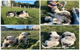 Border Collie dogs for sale: Blue Merle Border Collie Puppies - Image 6