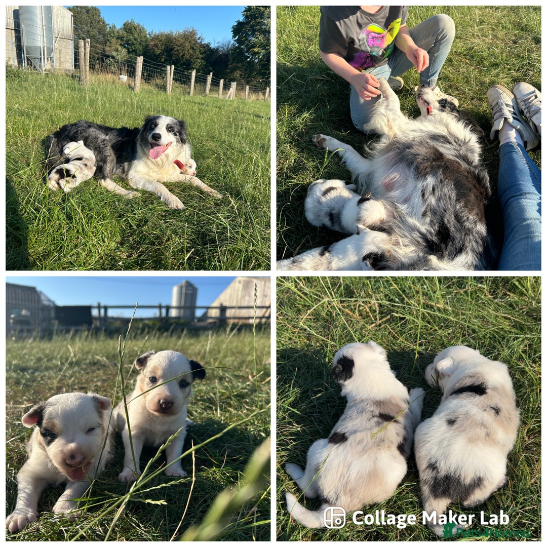 Border Collie dogs for sale: Blue Merle Border Collie Puppies - Image 6
