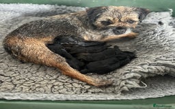 Border Terrier dogs for sale: KC Border Terrier puppies (SLEM Clear) - Image 5