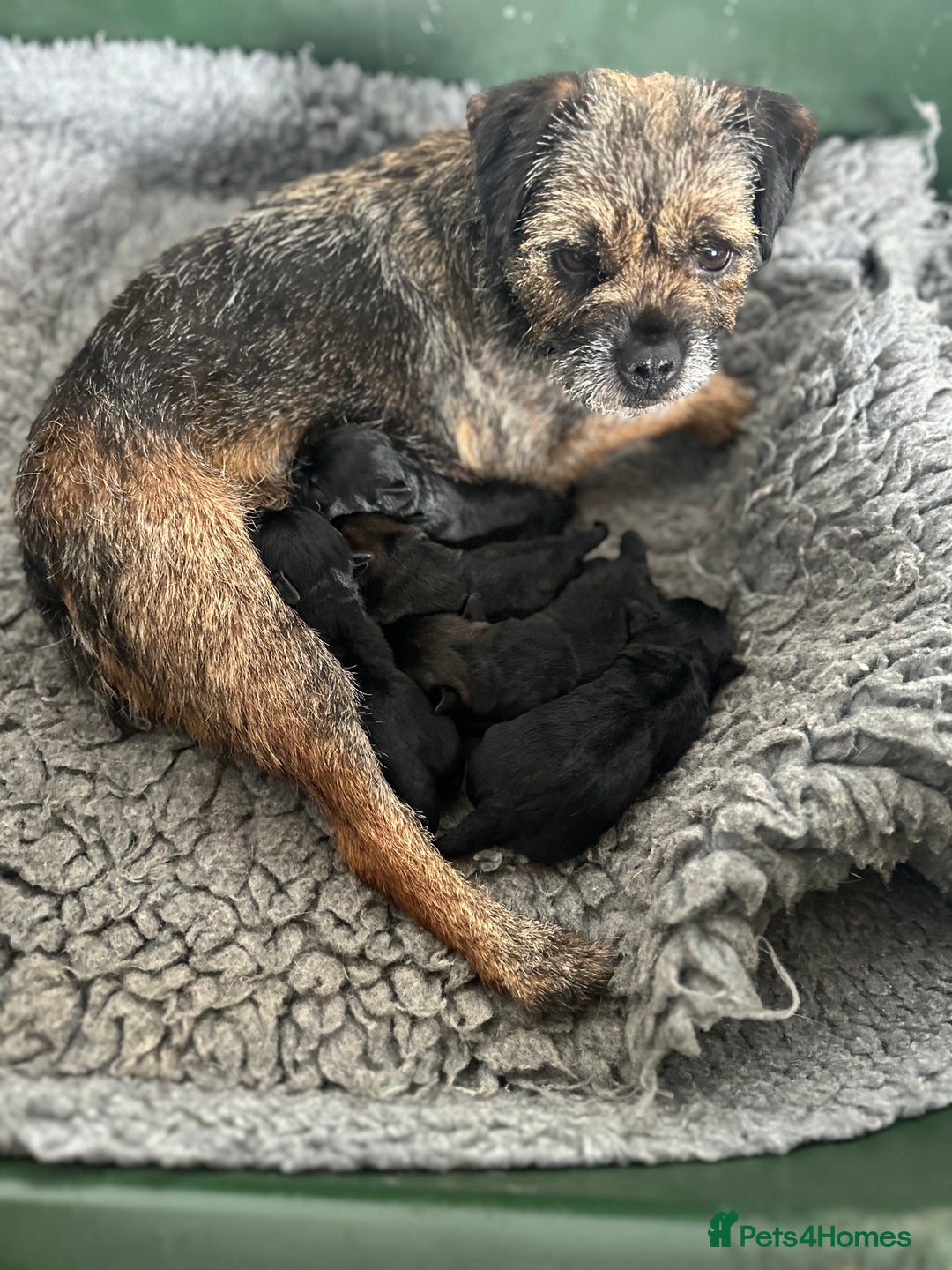 Border Terrier dogs for sale: KC Border Terrier puppies (SLEM Clear) - Image 5