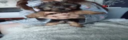 Chorkie dogs for sale: 5 beautiful Chorkie pups ready to go now 4g 1 boy - Advert 11