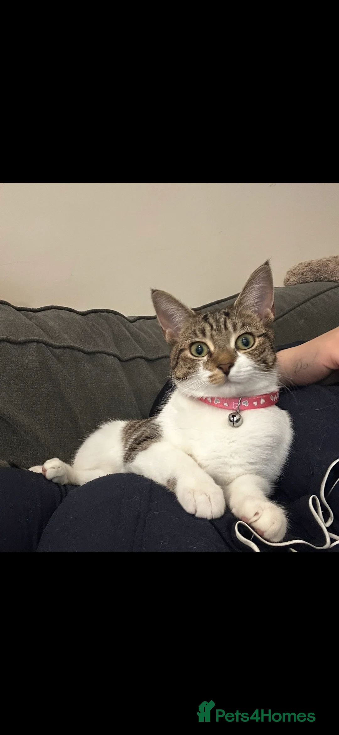 Domestic Shorthair cats for sale: LAST GIRL LOOKING FOR FOREVER HOME🌸🩷 - Advert 1