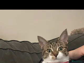 Domestic Shorthair cats LAST GIRL LOOKING FOR FOREVER HOME🌸🩷 - Advert 2