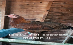 Chickens poultry for sale: Hybrid/ cross breed hens for sale - Image 12
