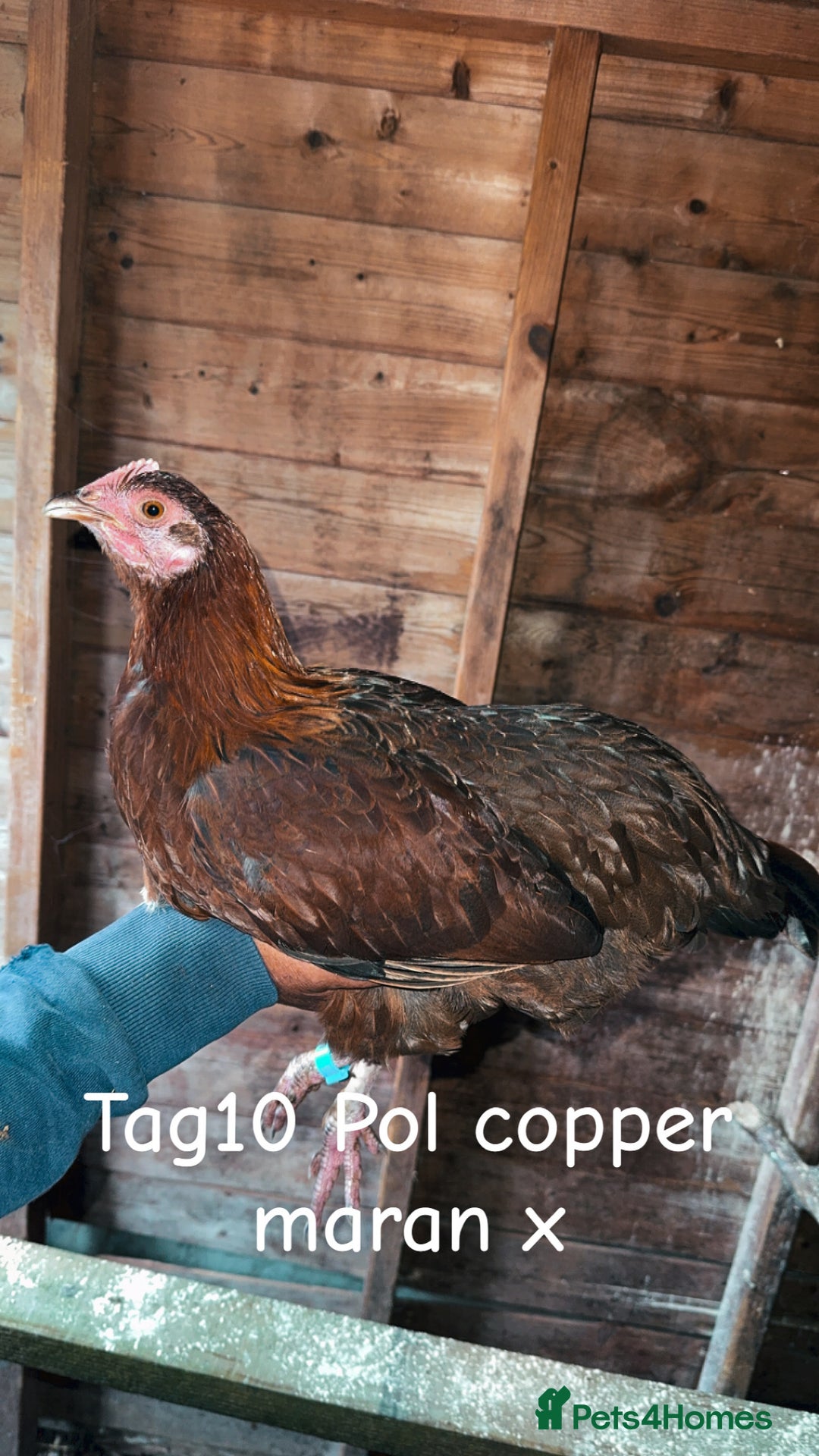 Chickens poultry for sale: Hybrid/ cross breed hens for sale - Image 12