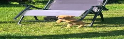 Labrador Retriever dogs for sale: KC Reg. Working Labrador Puppies ready to go in Wickford - Advert 2