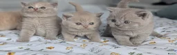 British Shorthair cats for sale: Exceptional British Shorthair kittens 🔥💥 - Advert 11